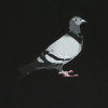 STAPLE pigeon logo hoodie black